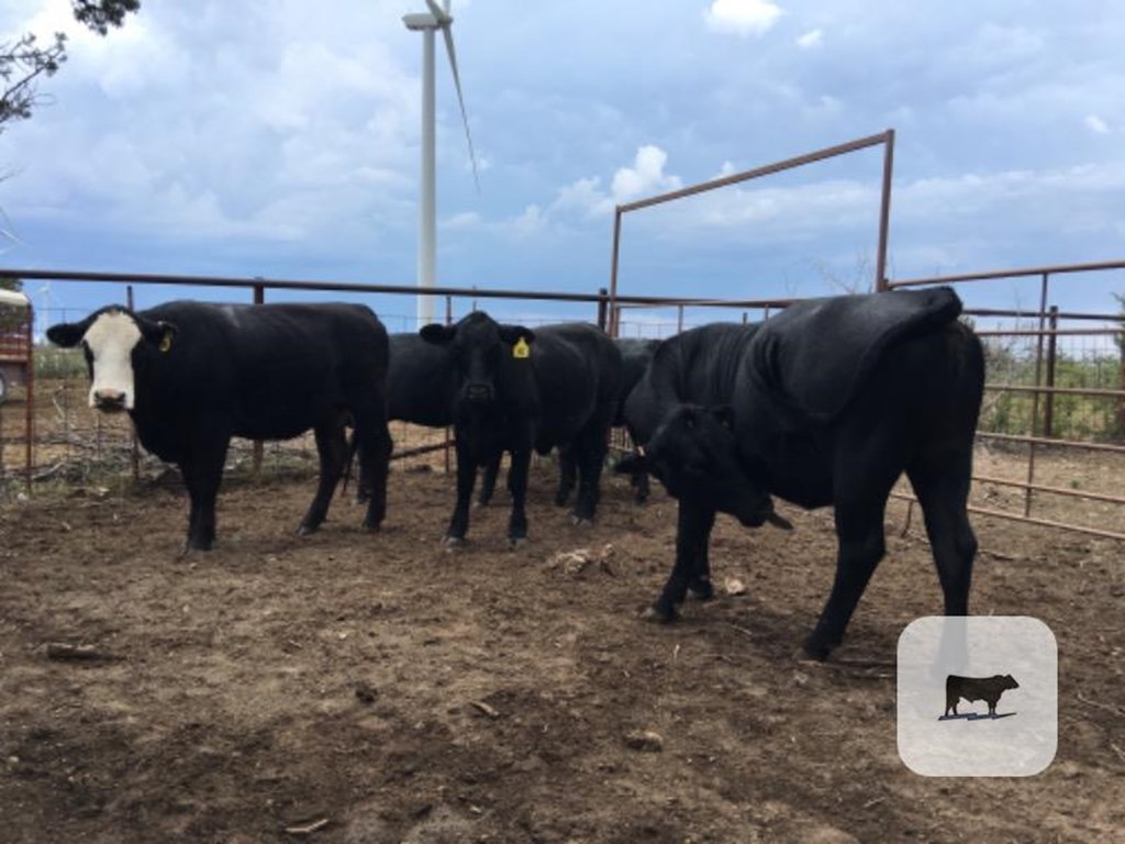 Cattle Range Listing Photo