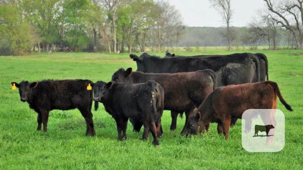 Cattle Range Listing Photo