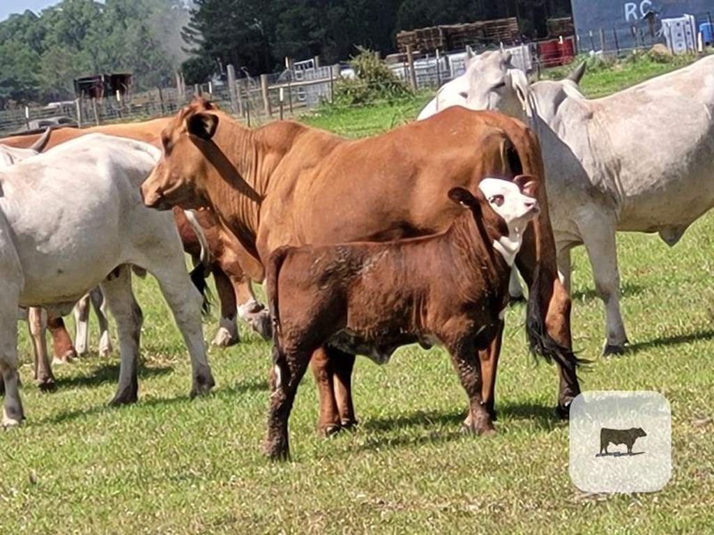 Cattle Range Listing Photo