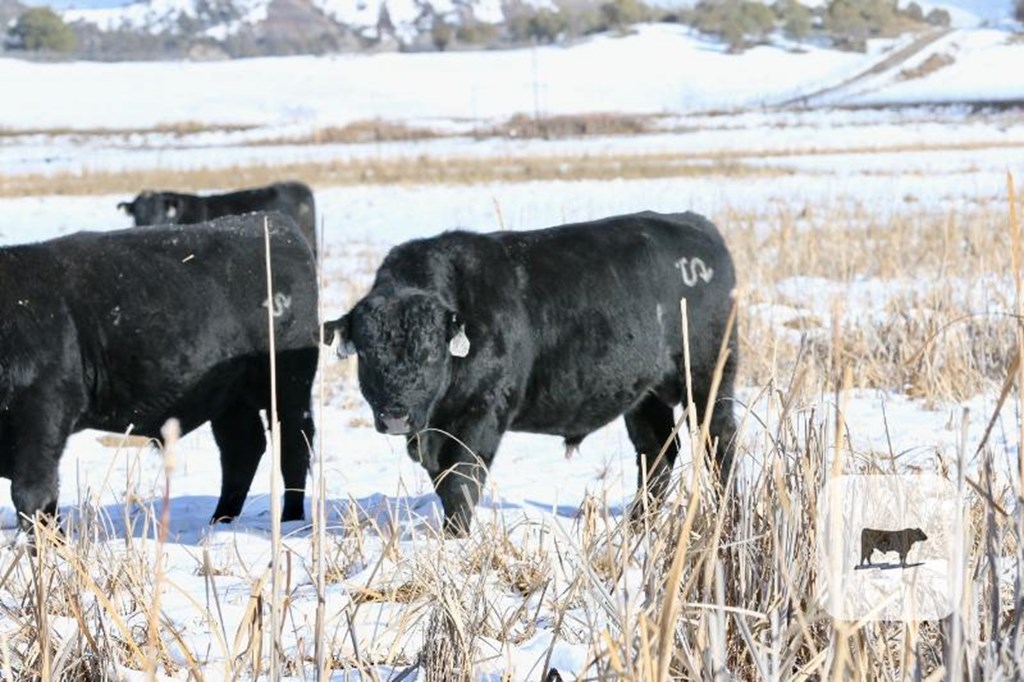Cattle Range Listing Photo