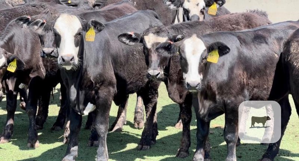 Cattle Range Listing Photo