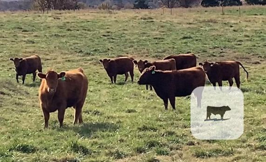 Cattle Range Listing Photo