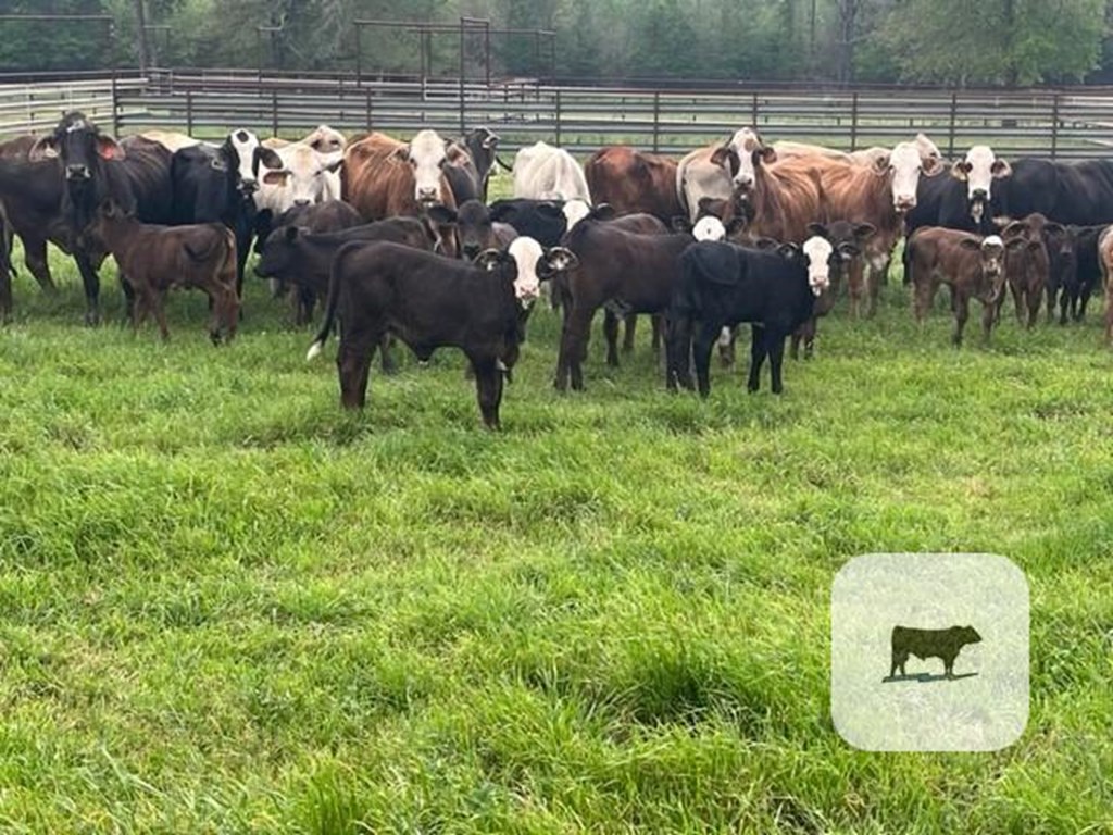 Cattle Range Listing Photo