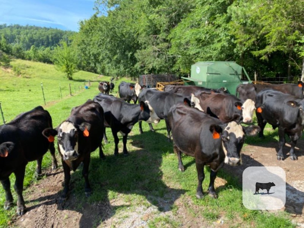 Cattle Range Listing Photo