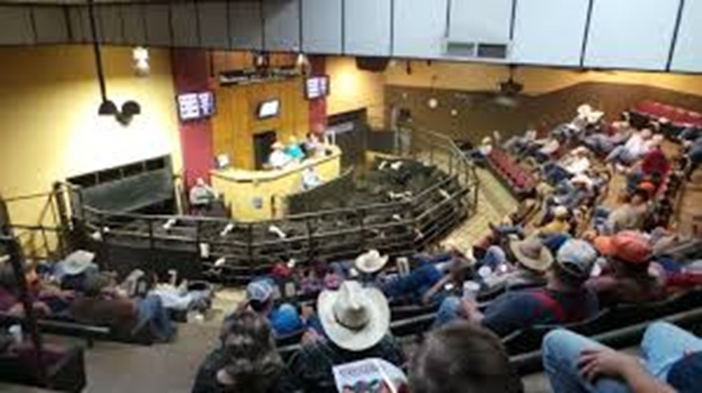Smallest Cattle Herd In Eight Years: Will 2023 Set Record Prices?