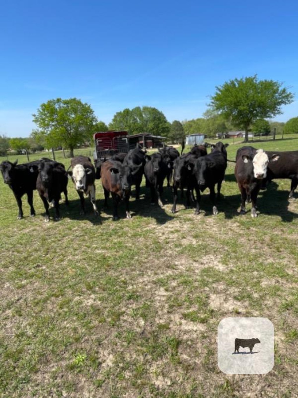 Cattle Range Listing Photo