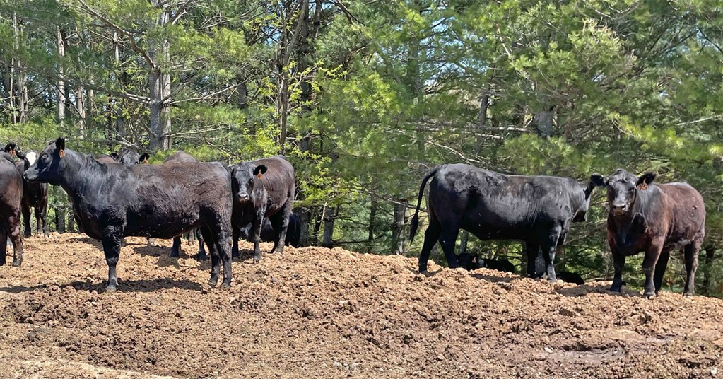 Cattle Range Listing Photo