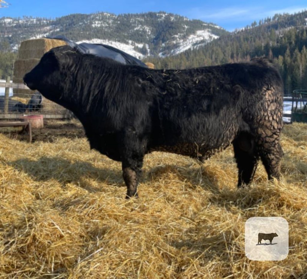Cattle Range Listing Photo