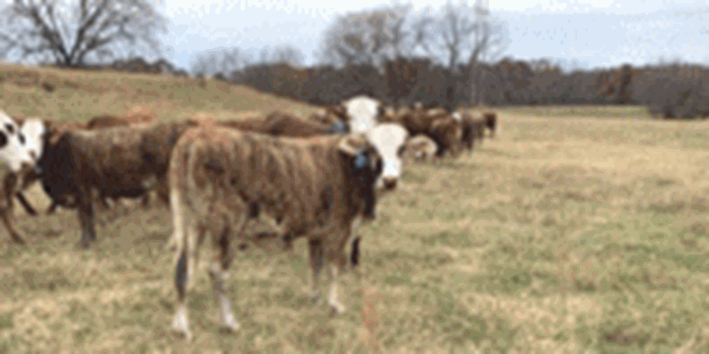 75 F1 Braford/Tigerstripe Bred Heifers... Southwest MO
