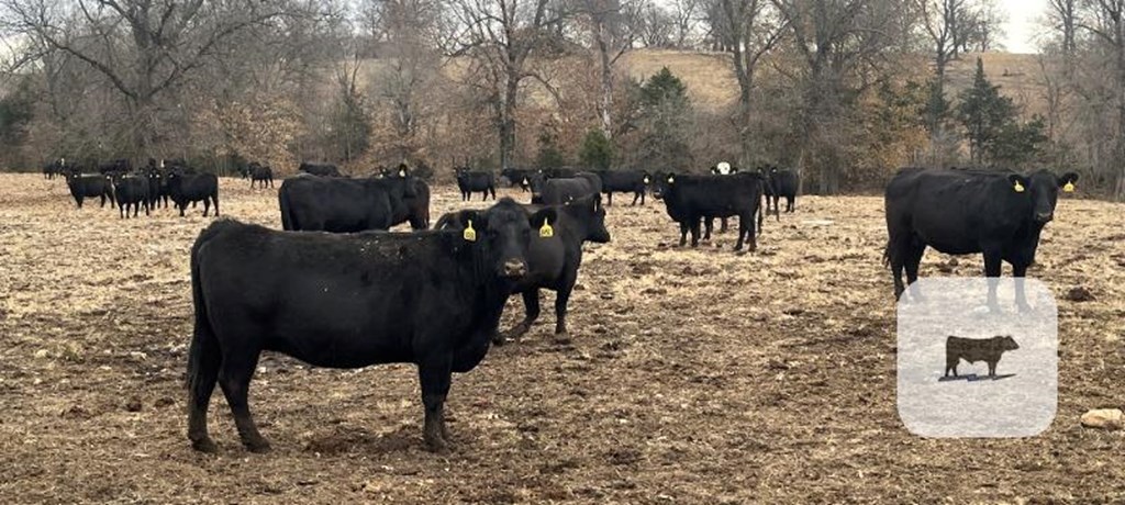 Cattle Range Listing Photo