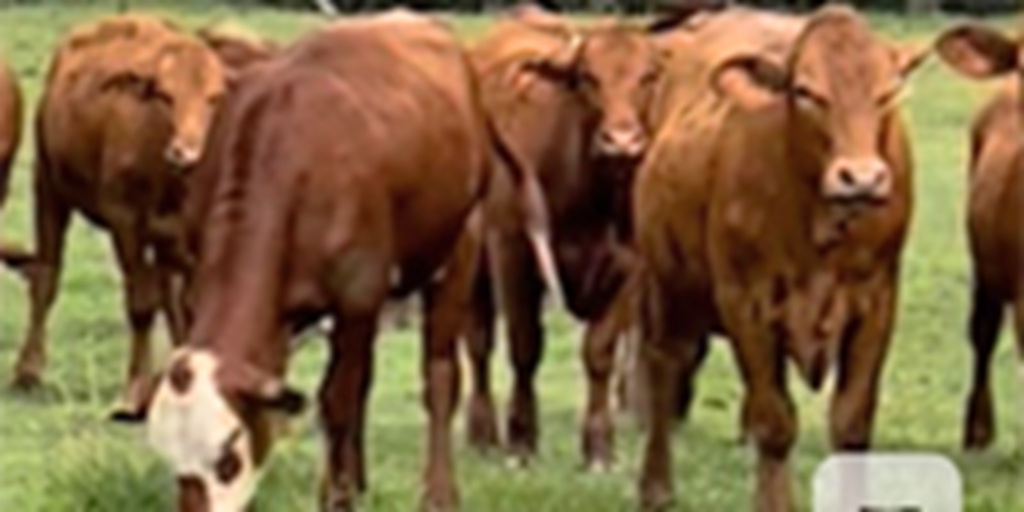 90 Red Brangus & RWF Bred Heifers... Northwest AR