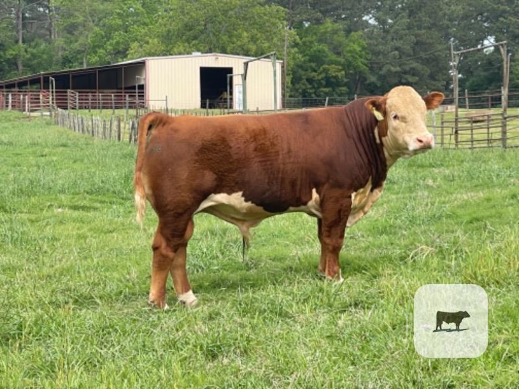 Cattle Range Listing Photo