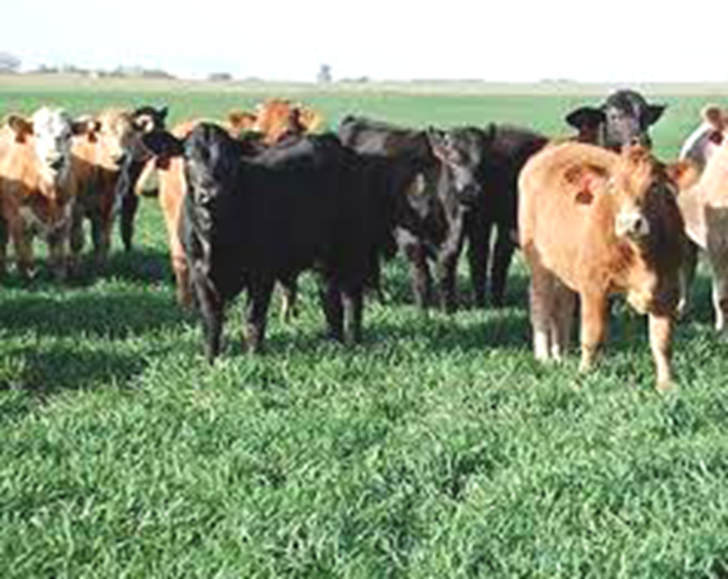 Winter Wheat Condition as of 11/12/23