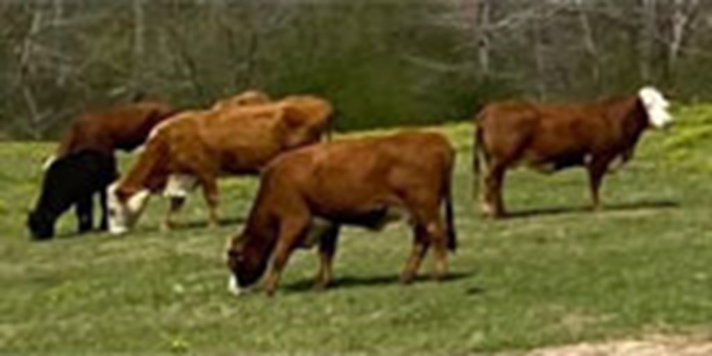 27 Braford Cows w/ 16+ Calves... N. Central AL