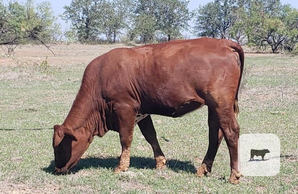 Cattle Range Listing Photo