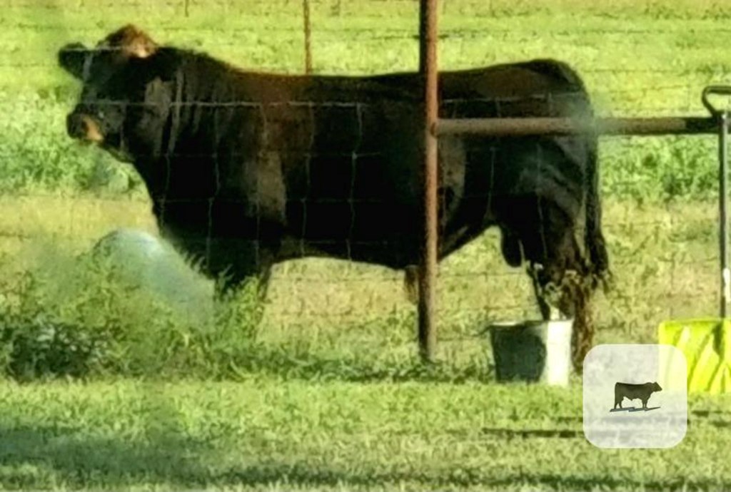 Cattle Range Listing Photo