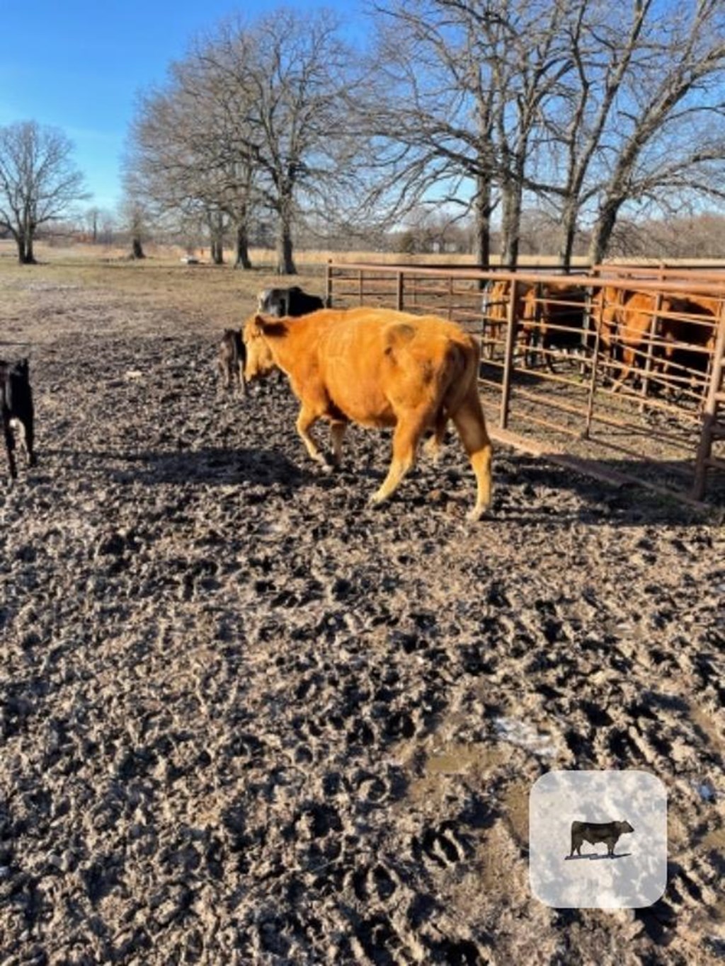 Cattle Range Listing Photo