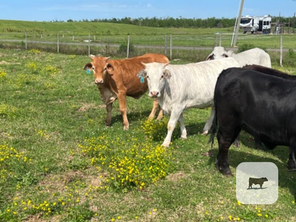 Cattle Range Listing Photo
