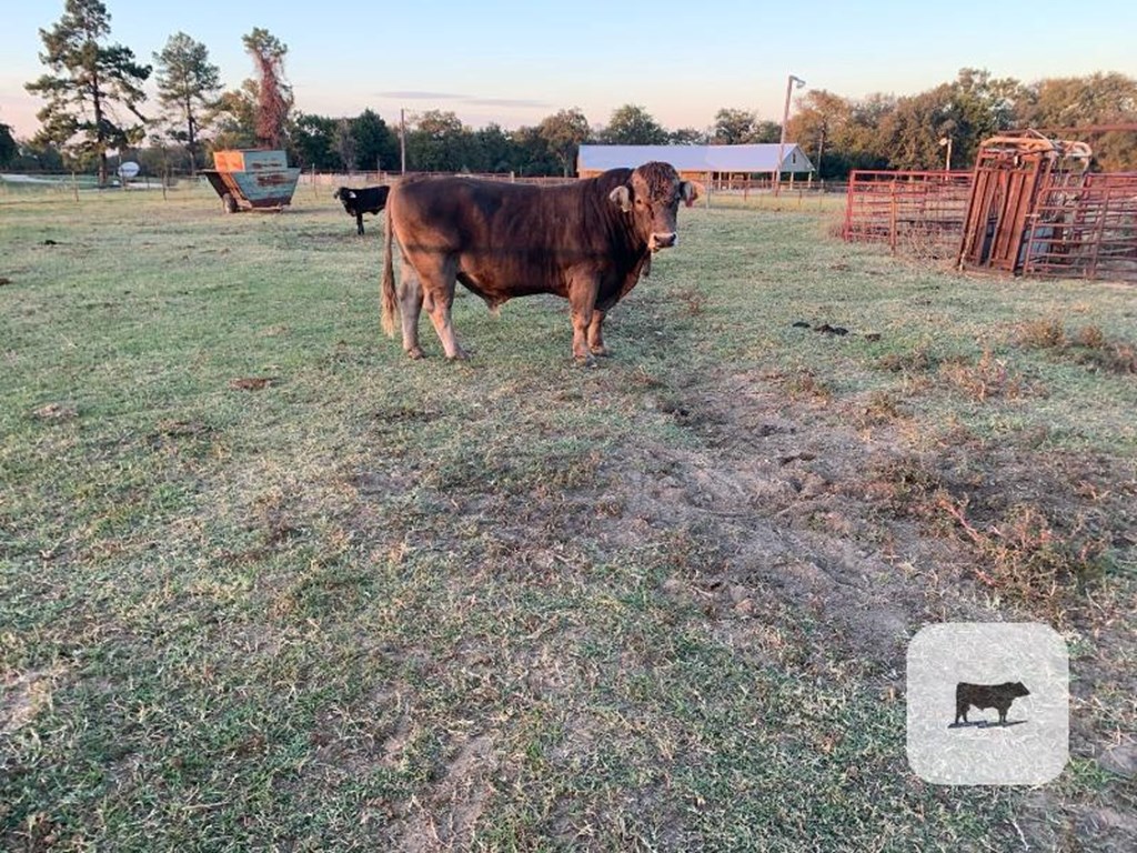 Cattle Range Listing Photo