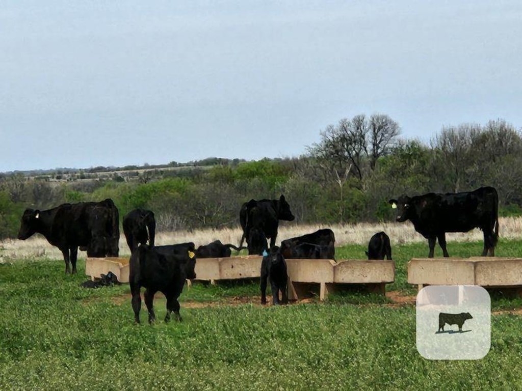 Cattle Range Listing Photo