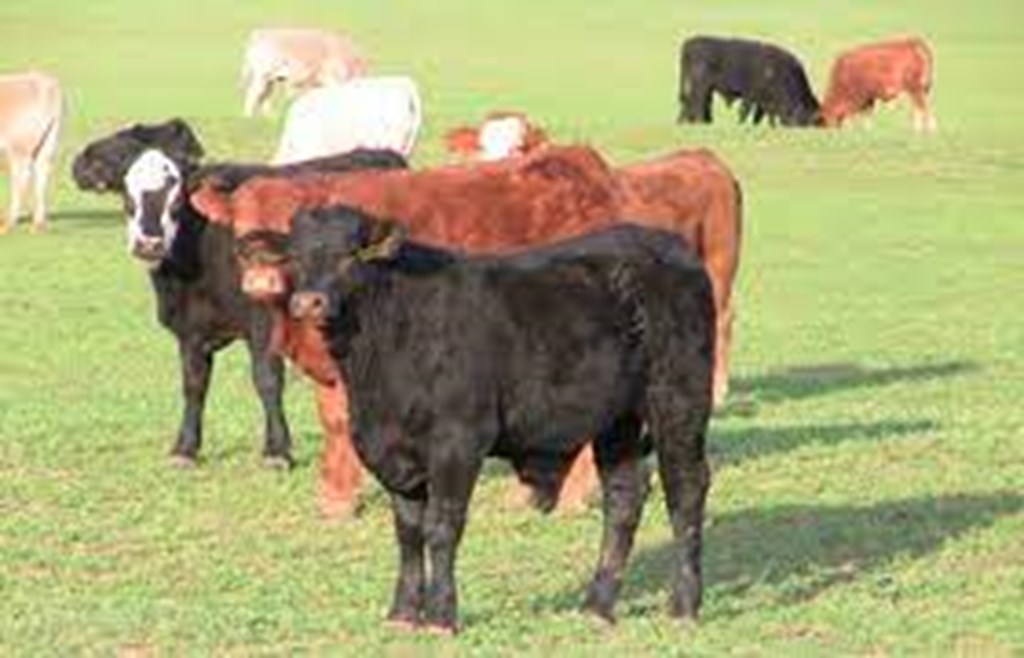 Managing Shrink of Calves Coming Off Wheat Pasture