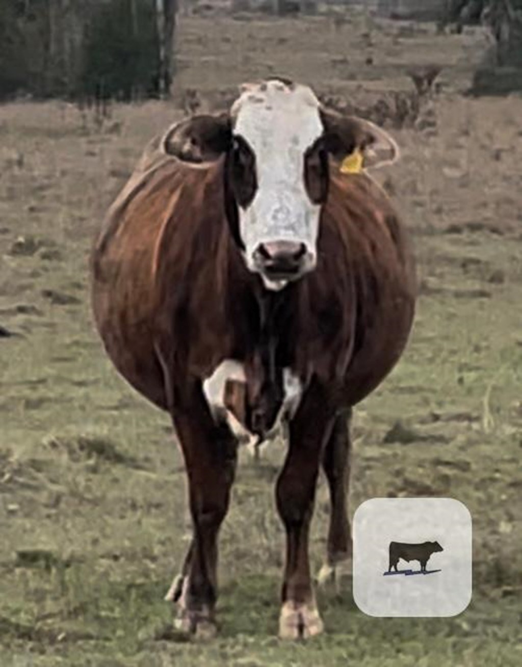 Cattle Range Listing Photo