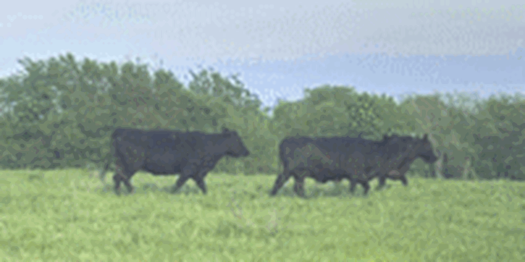 180 Angus & BWF Cows... North TX