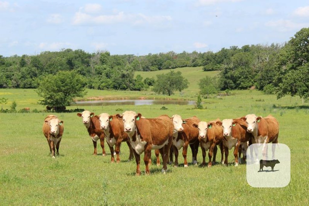 Cattle Range Listing Photo