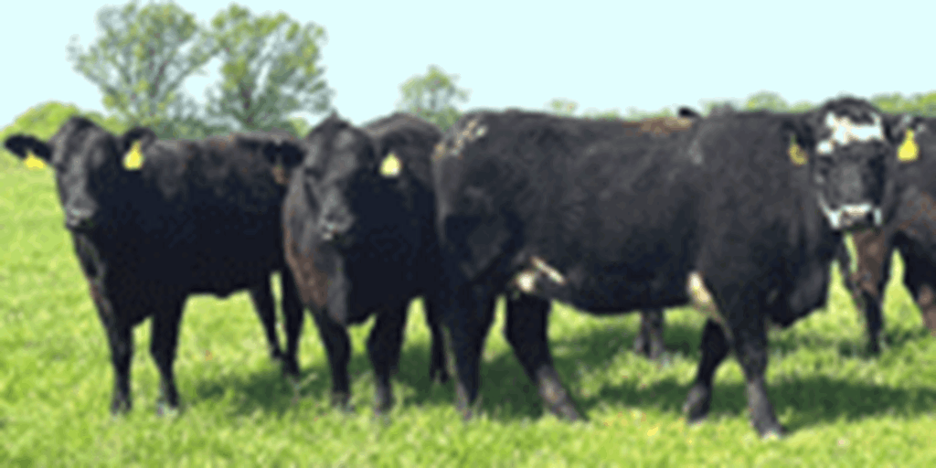 35 Angus & BWF Bred Heifers... Southwest MO
