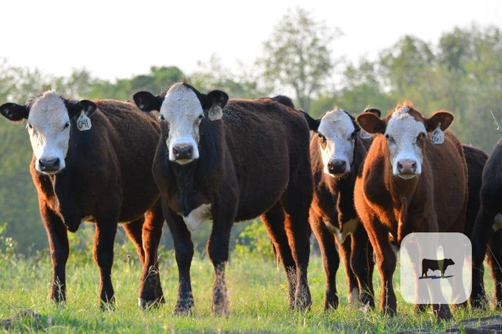 Cattle Range Listing Photo