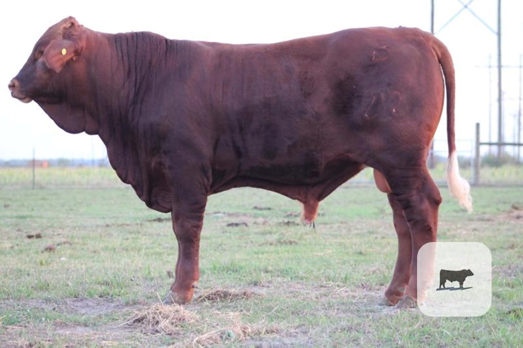 Cattle Range Listing Photo