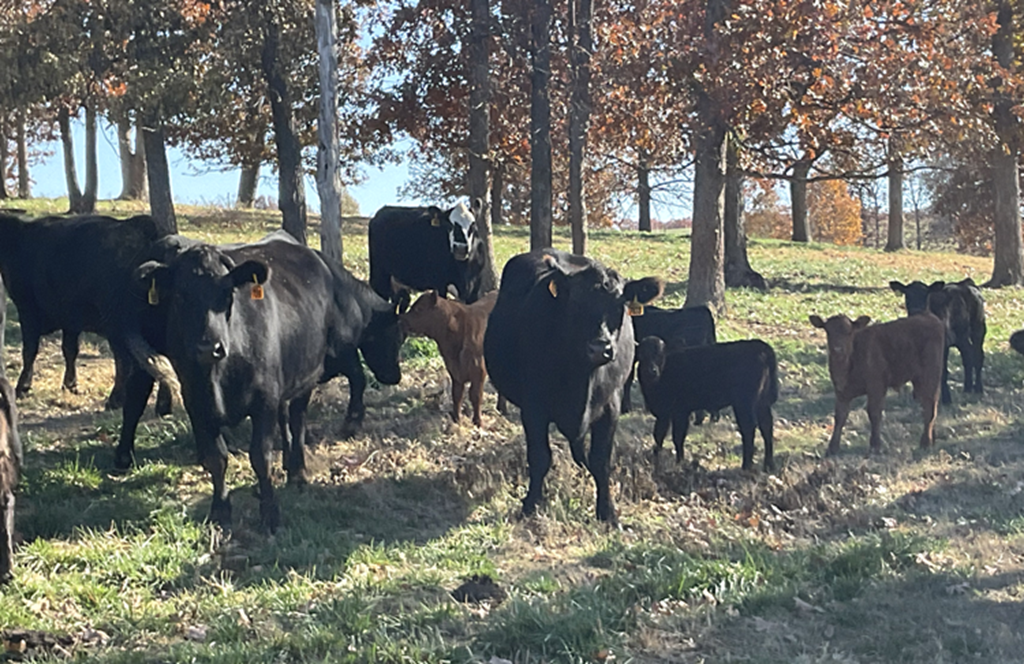 2025 Beef Cow Inventory... State Rankings & Change