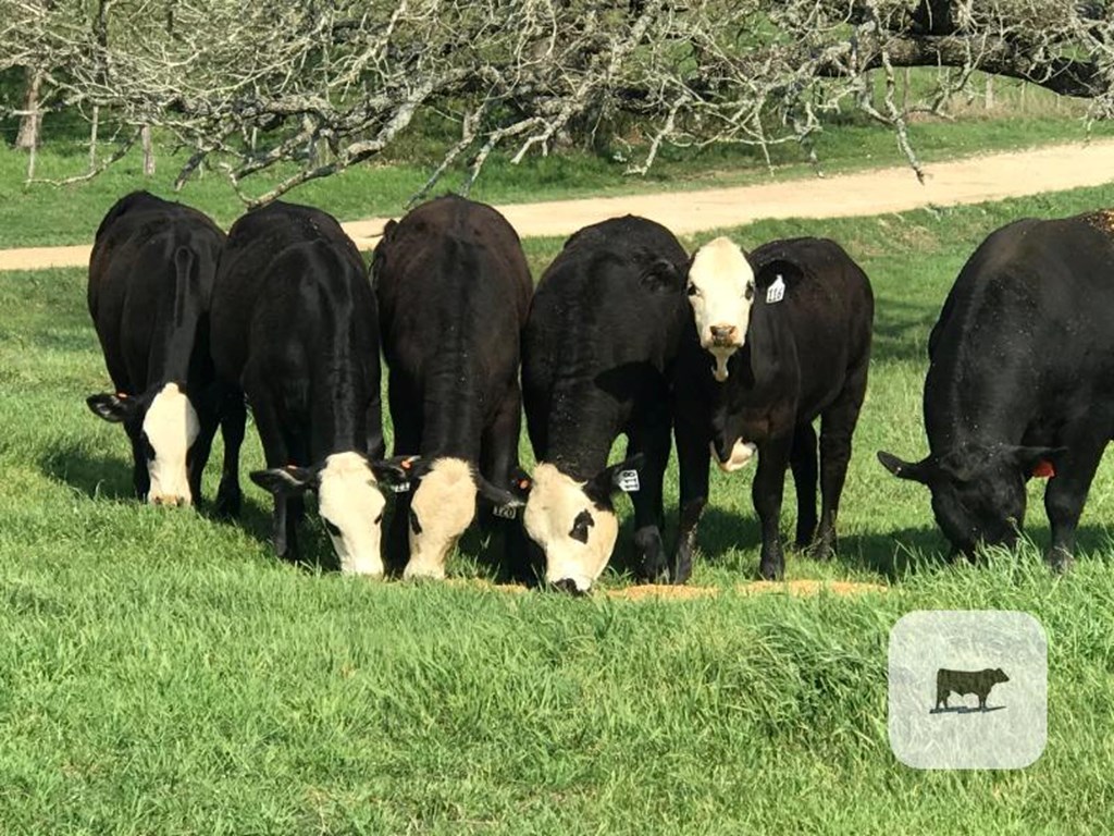 Cattle Range Listing Photo
