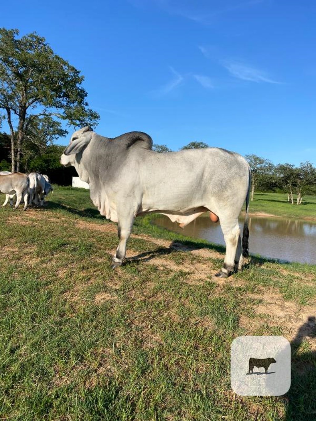 1 Reg. Brahman Bull... Central TX Cattle Range