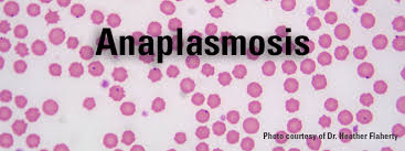 Anaplasmosis: People, Ticks, and Certain Flies