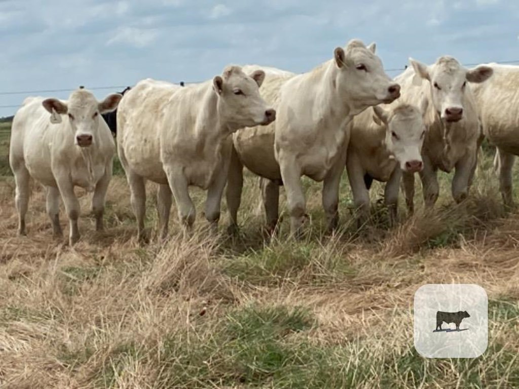 Cattle Range Listing Photo