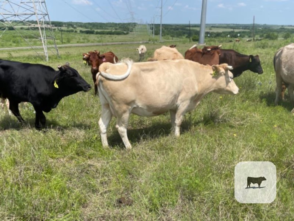 Cattle Range Listing Photo