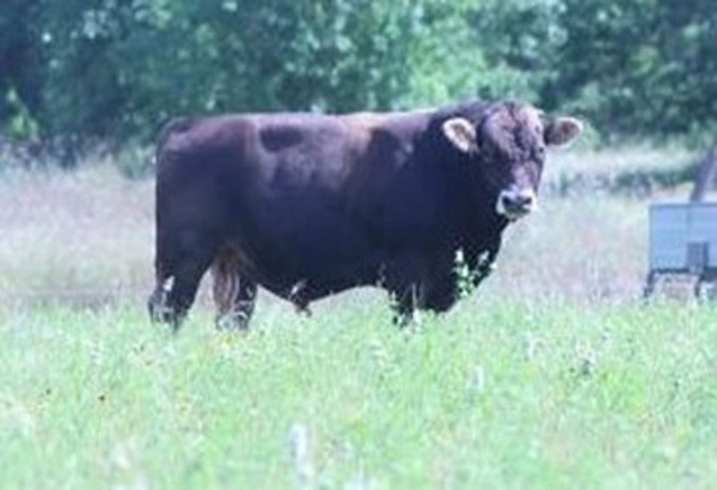 Cattle Range Listing Photo