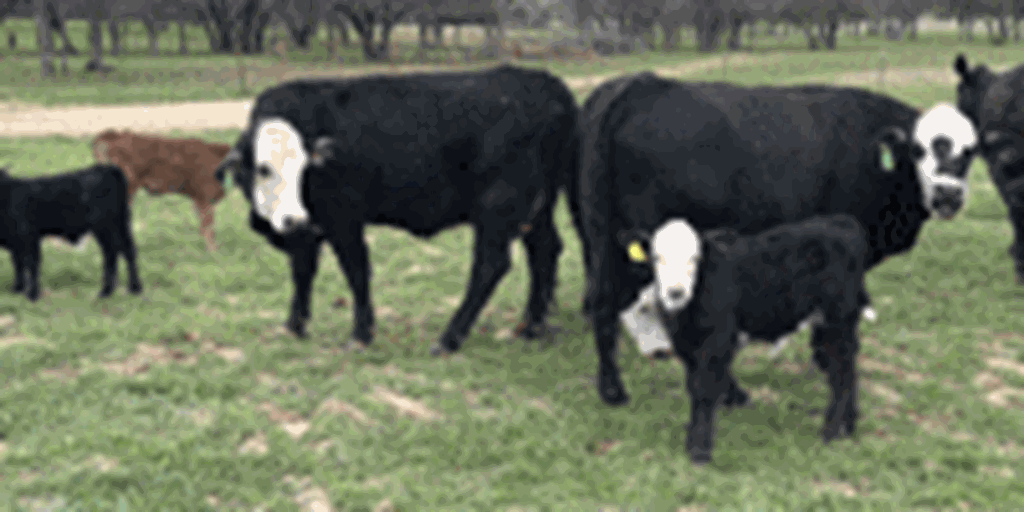 5 Brangus Baldy 1st-Calf Pairs... Central TX
