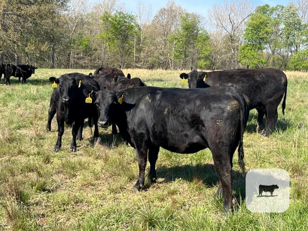 Cattle Range Listing Photo