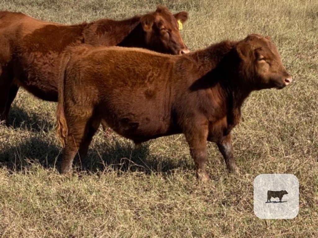 Cattle Range Listing Photo