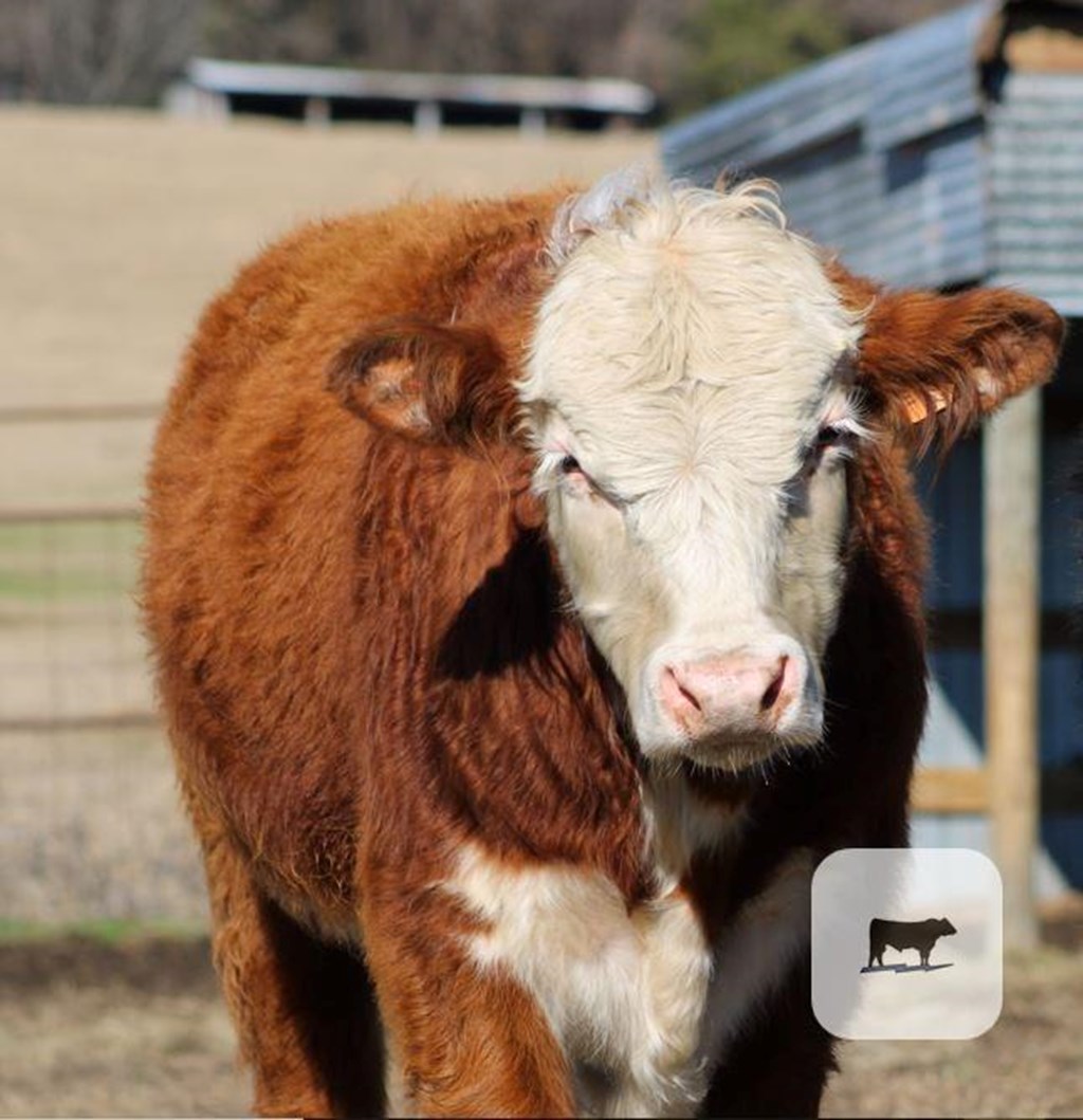 Cattle Range Listing Photo