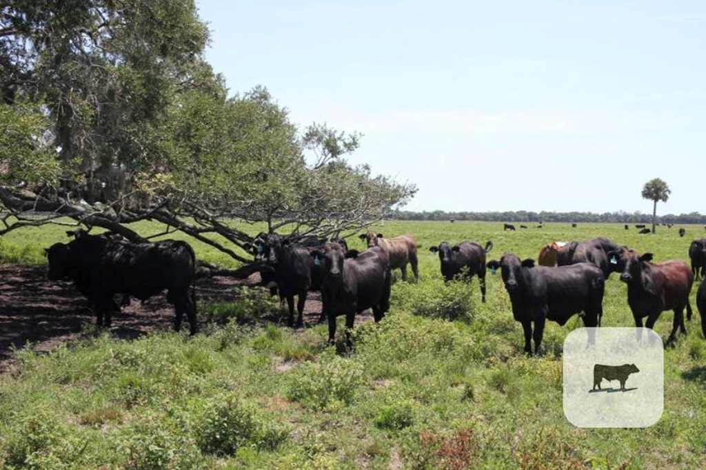 Cattle Range Listing Photo