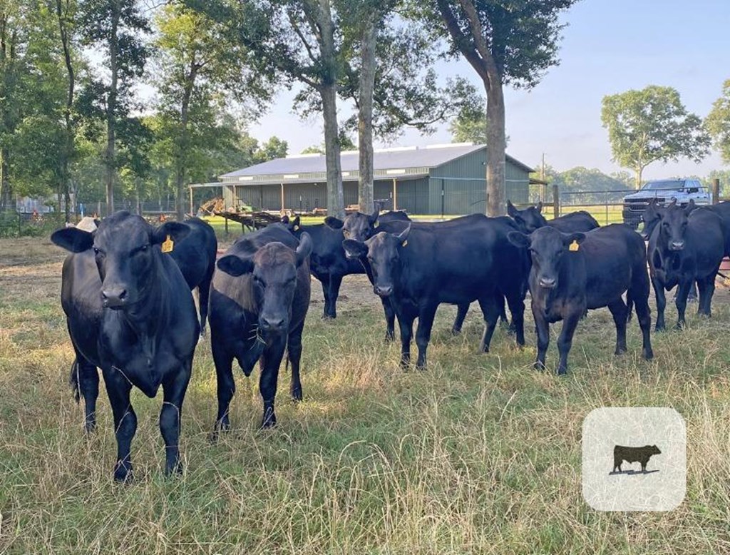 Cattle Range Listing Photo