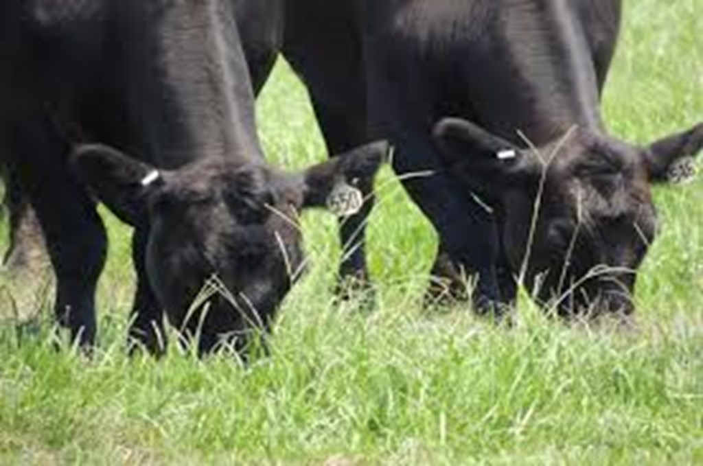 Making your Ranch Drought Proof