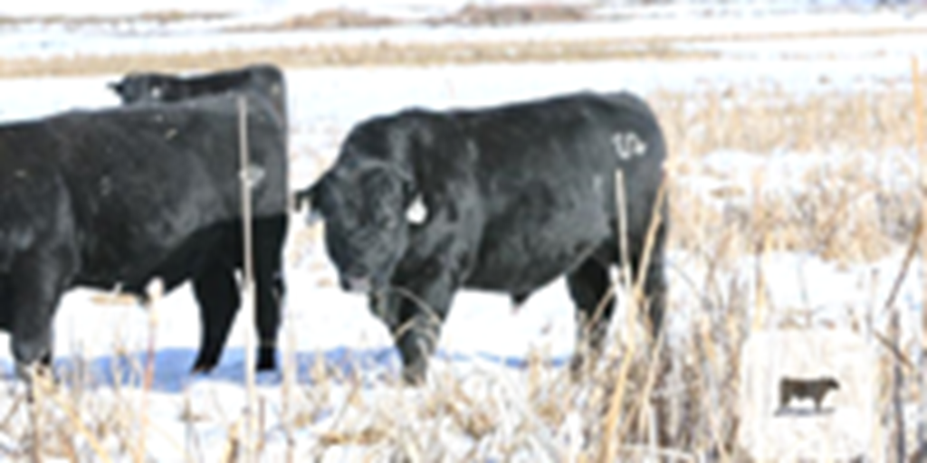 15 Reg. Irish Black Bulls... Southwest CO