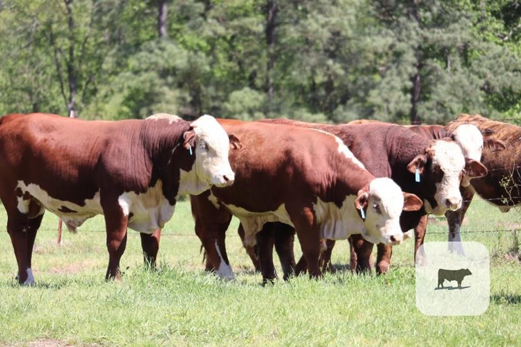 Cattle Range Listing Photo