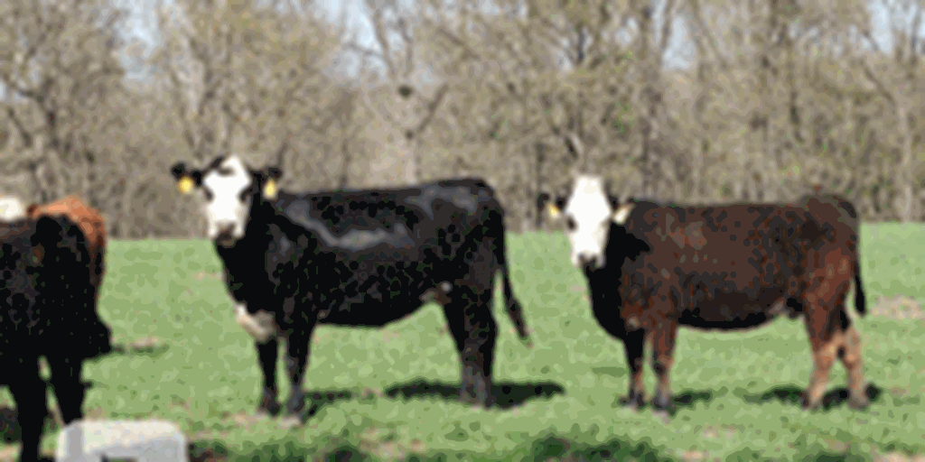 44 Angus & BWF Cows... W. Central MO