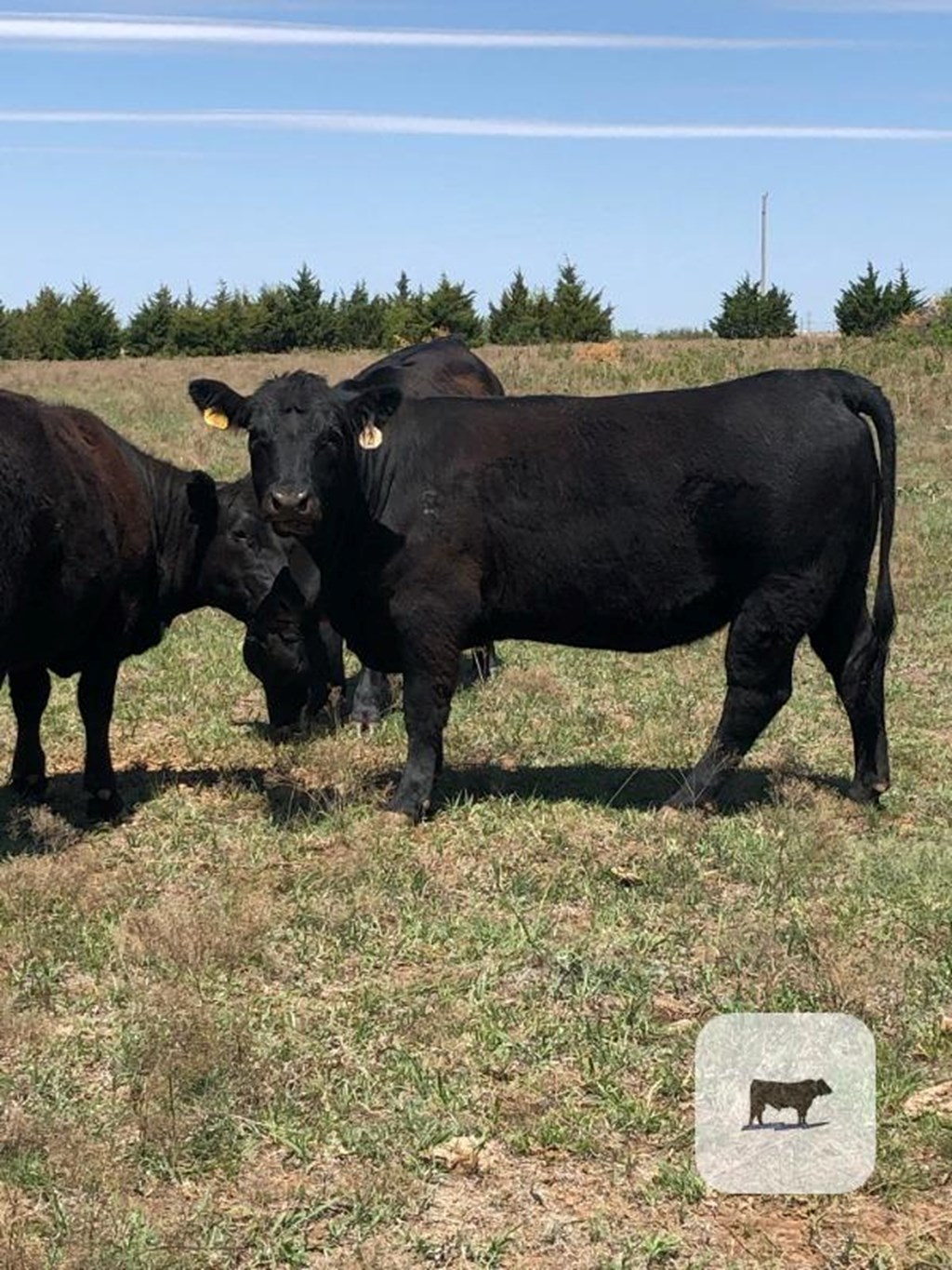 Cattle Range Listing Photo