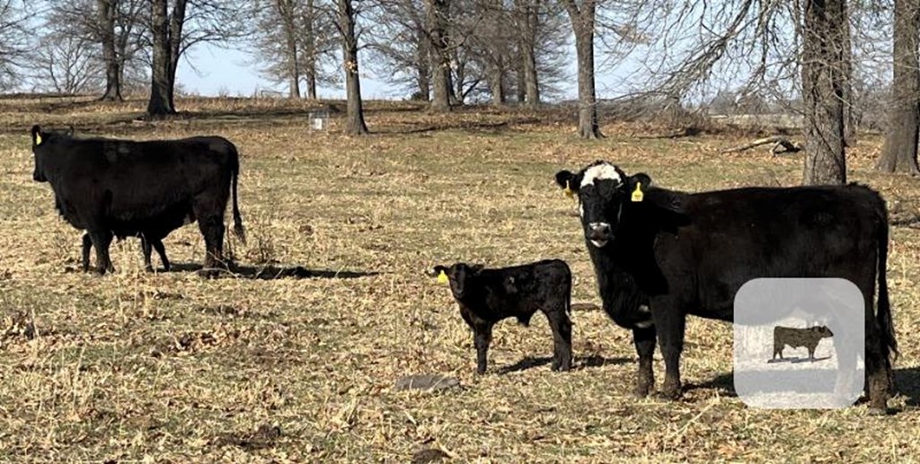 Cattle Range Listing Photo